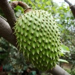 frutas