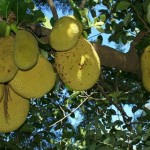 frutas1