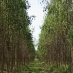 NAYARIT_PFC 2017 (2)