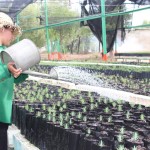 NAYARIT_PRODUCCIÓN DE PLANTA TEMPLADO FRIO
