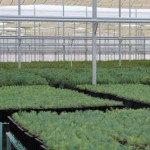 CERTIFICACION VIVEROS (2)