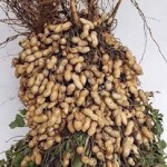 Comunicado Atienden productores de cacahuate llamado del Congreso a reducir uso de pesticidas 27 enero 2022 3