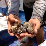 Comunicado Gestionará legisladora local apoyo para ostioneros afectados por tsunami 30 enero 2022 2