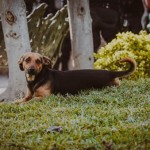 Comunicado Congreso de Nayarit Busca Aumentar Pena por Maltrato Animal 22 junio 2022 2
