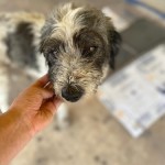 Comunicado Legislará Congreso donación alimentaria para animales de la calle 09 mayo 2023 2