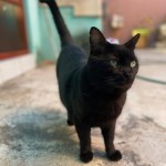 Comunicado Legislará Congreso donación alimentaria para animales de la calle 09 mayo 2023 4